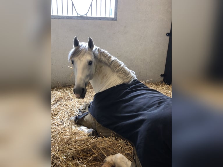 PRE Croisé Étalon 9 Ans 167 cm Gris in Bree