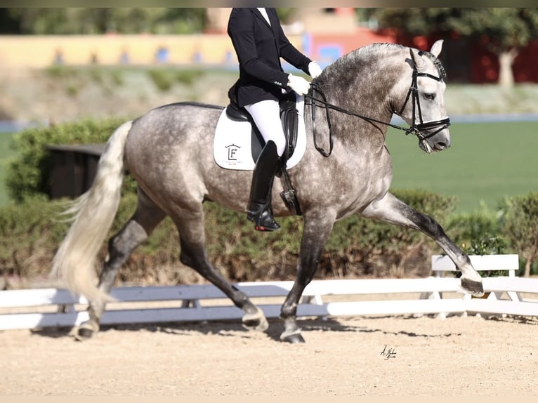 PRE Croisé Étalon 9 Ans 167 cm Gris in 28040