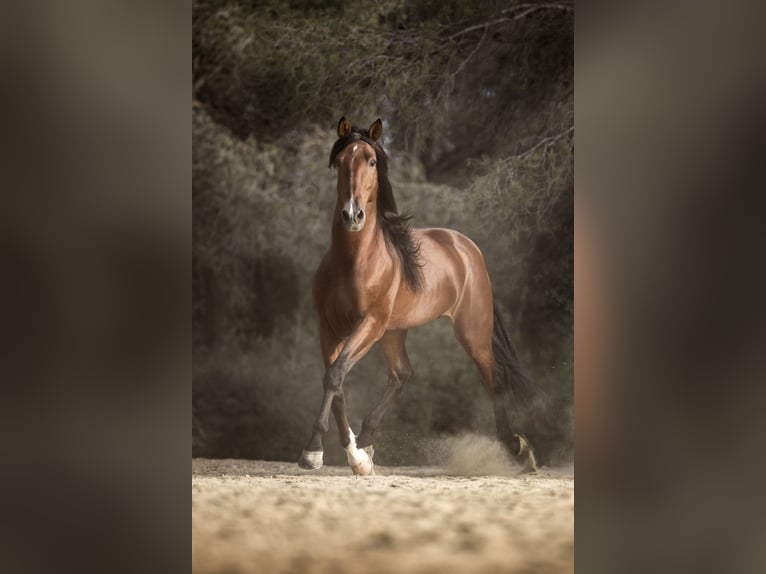 PRE Croisé Étalon 9 Ans 168 cm Bai in El Catllar