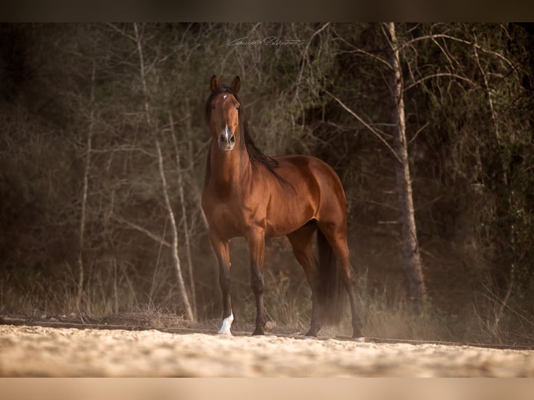 PRE Croisé Étalon 9 Ans 168 cm Bai in El Catllar