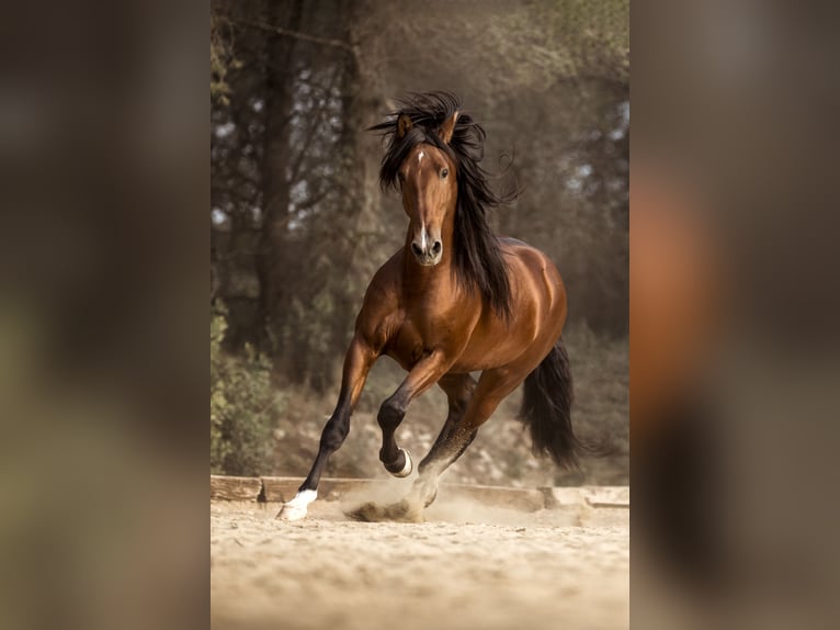 PRE Croisé Étalon 9 Ans 168 cm Bai in El Catllar