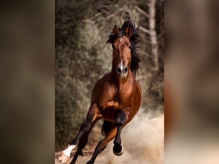 PRE Croisé Étalon 9 Ans 168 cm Bai in El Catllar