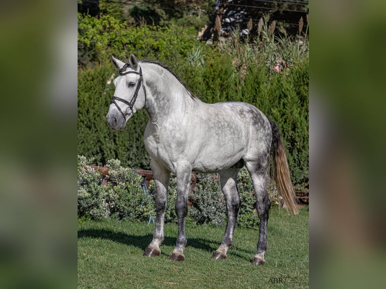 PRE Croisé Étalon 9 Ans 168 cm Gris pommelé in Martfeld