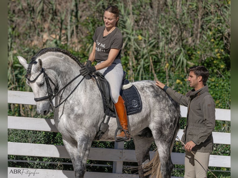 PRE Croisé Étalon 9 Ans 168 cm Gris pommelé in Martfeld