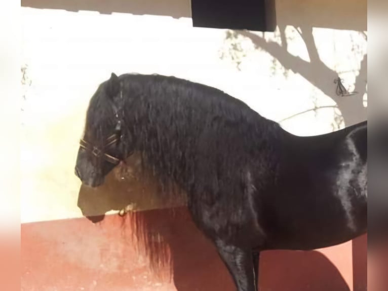 PRE Croisé Étalon 9 Ans 168 cm Noir in Bejar