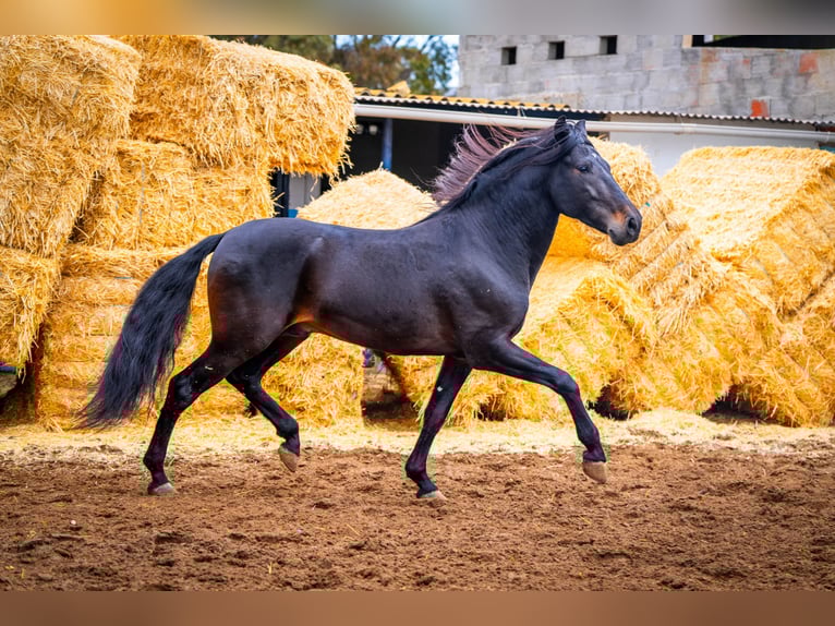 PRE Croisé Étalon 9 Ans 168 cm Noir in Valencia