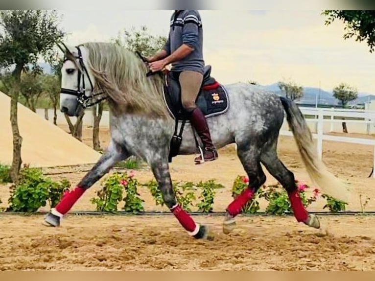 PRE Croisé Étalon 9 Ans 169 cm Gris in Valencia