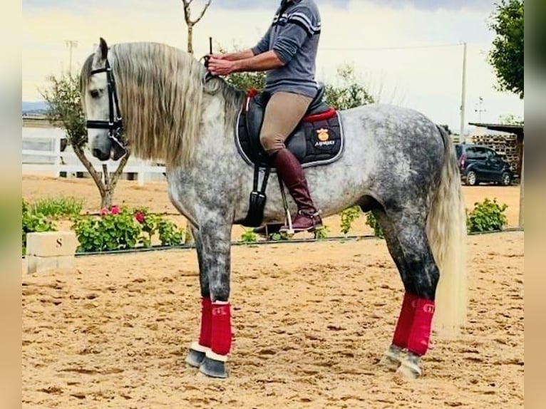 PRE Croisé Étalon 9 Ans 169 cm Gris in Valencia