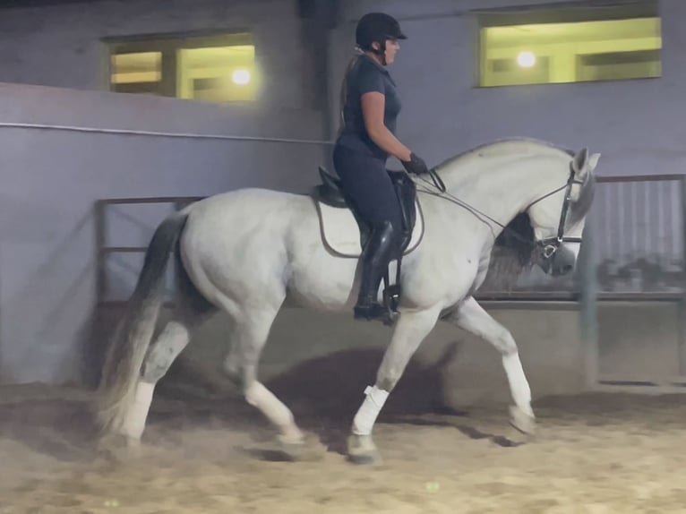 PRE Croisé Étalon 9 Ans 169 cm Gris in Coín, Malaga