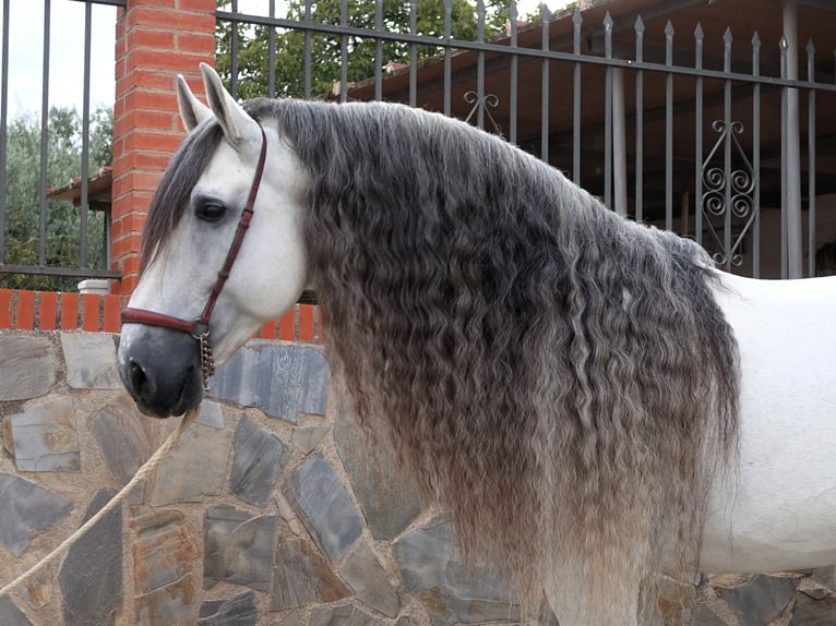 PRE Croisé Étalon 9 Ans 169 cm Gris in Coín, Malaga