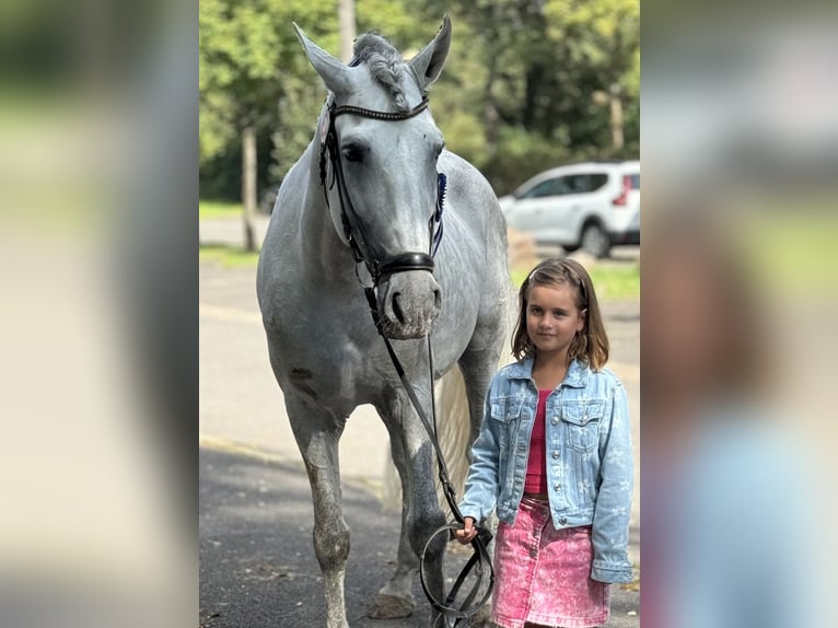 PRE Étalon 9 Ans 169 cm Gris pommelé in Saarbrücken