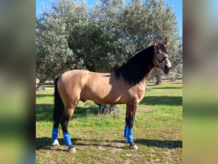 PRE Croisé Étalon 9 Ans 170 cm Bai cerise in Madrid