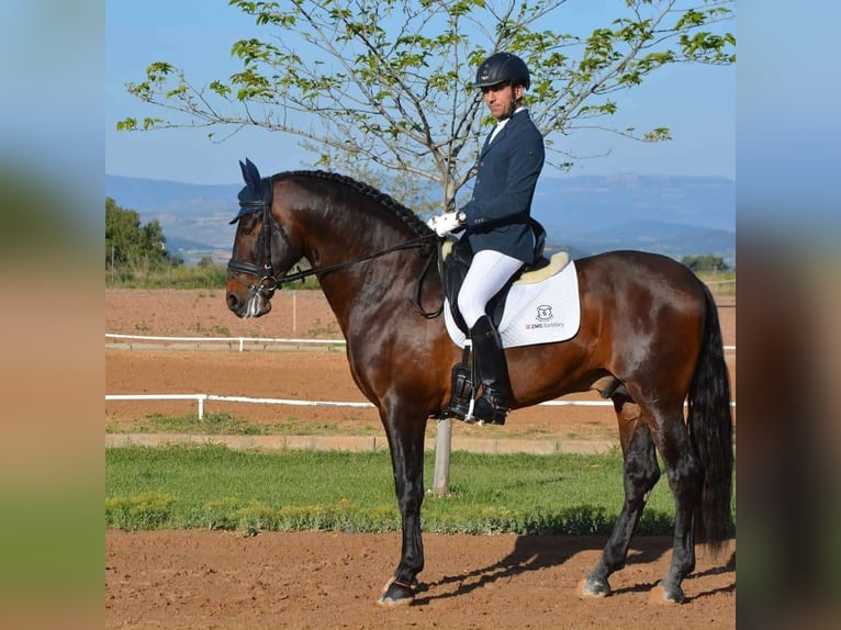 PRE Croisé Étalon 9 Ans 170 cm Bai in Valencia