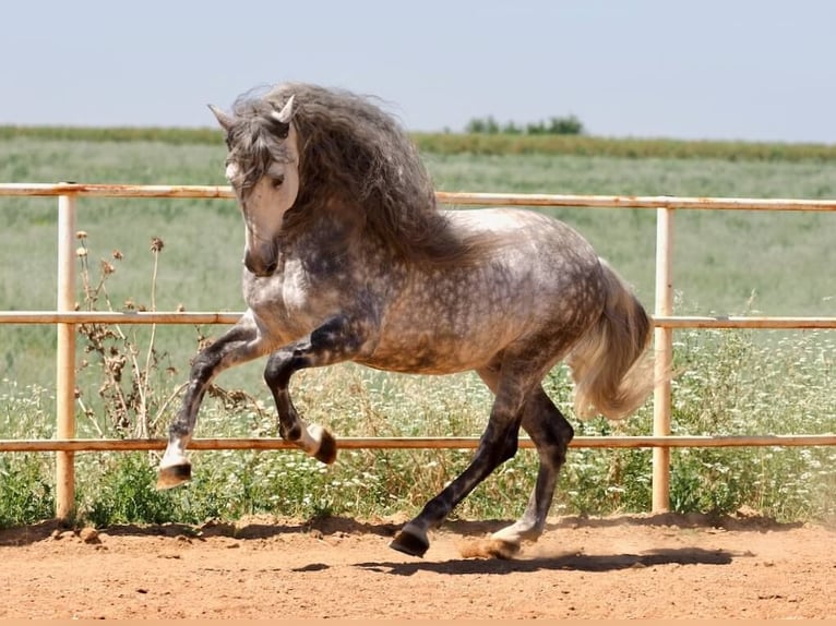 PRE Croisé Étalon 9 Ans 170 cm Gris in Navas Del Madro&#xF1;o