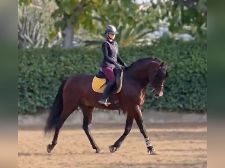 PRE Croisé Étalon 9 Ans 172 cm Bai in Barcelona