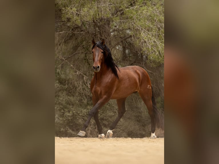 PRE Étalon 9 Ans 173 cm in El Catllar