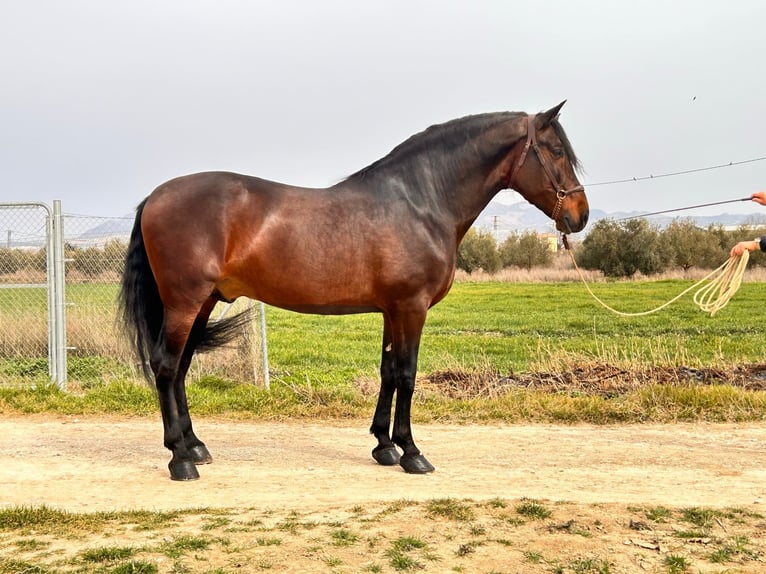 PRE Croisé Étalon 9 Ans 174 cm Bai in Rafelguaraf