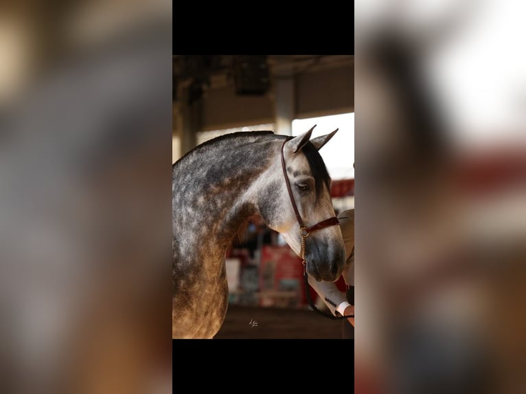 PRE Croisé Étalon 9 Ans 174 cm Gris in Caravaca De La Cruz