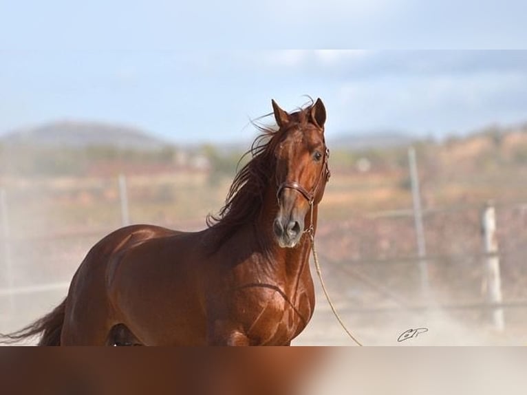 PRE Étalon Alezan in Utiel