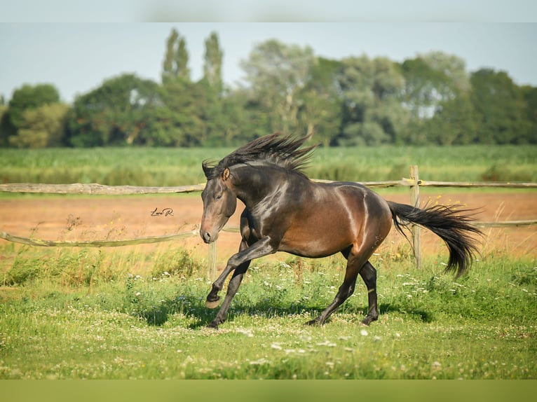 PRE Étalon Bai brun in Alveringem