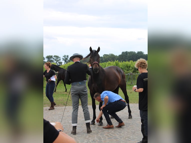 PRE Étalon Bai brun in Alveringem