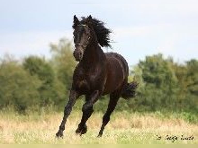 PRE Étalon Bai brun foncé in J&#xFC;lich