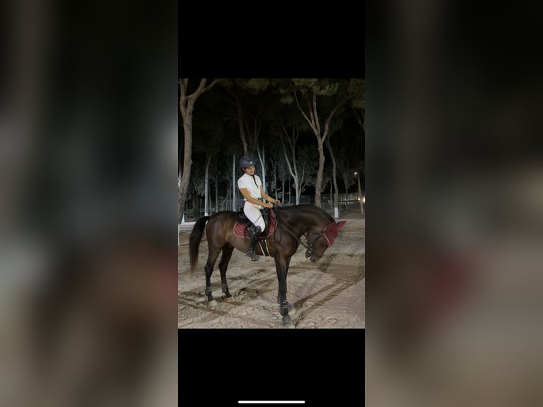 PRE Étalon Bai in Conil De La Frontera