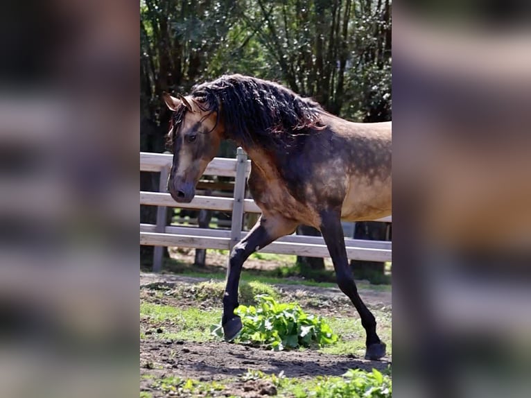 PRE Étalon Buckskin in Boezinge