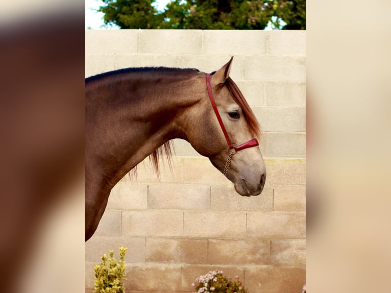 PRE Étalon Buckskin in Vinyols I Els Arcs