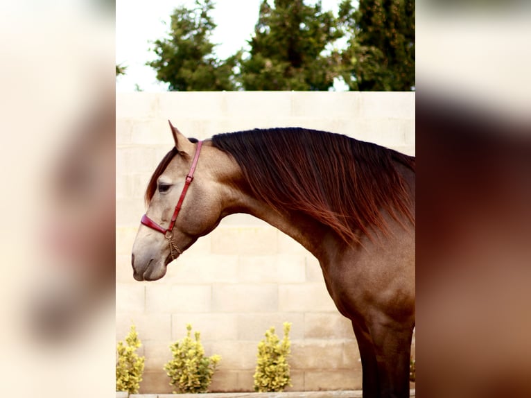 PRE Étalon Buckskin in Vinyols I Els Arcs