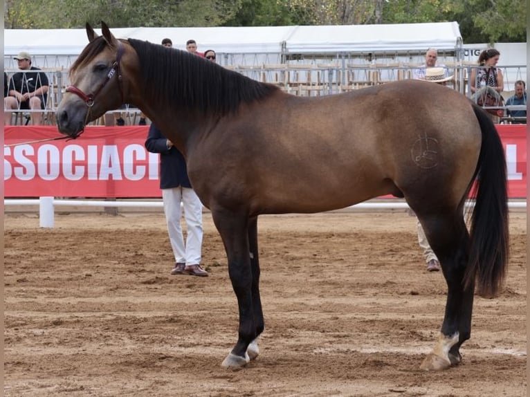 PRE Étalon Buckskin in Vinyols I Els Arcs