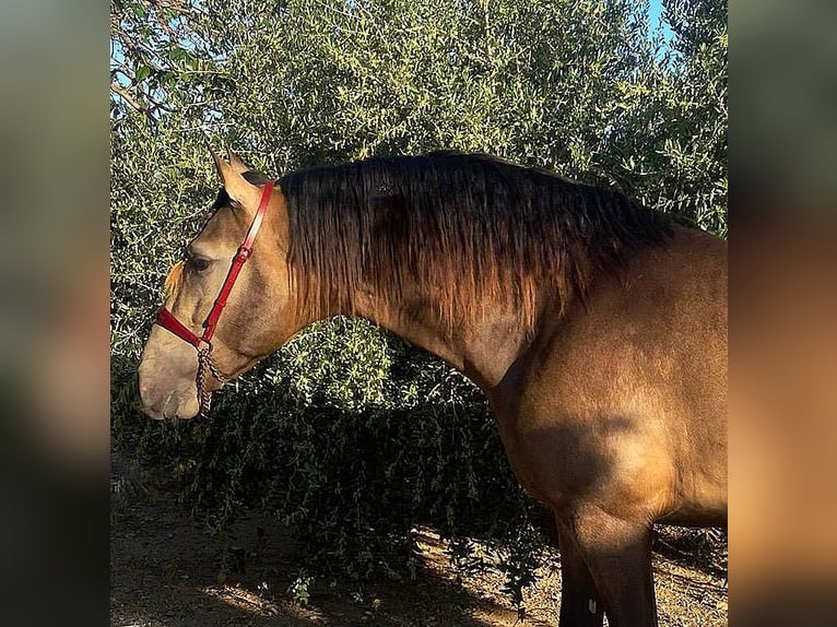 PRE Étalon Buckskin in Vinyols I Els Arcs