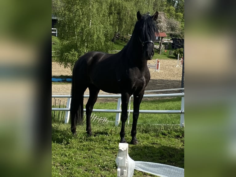 PRE Étalon in Aachen