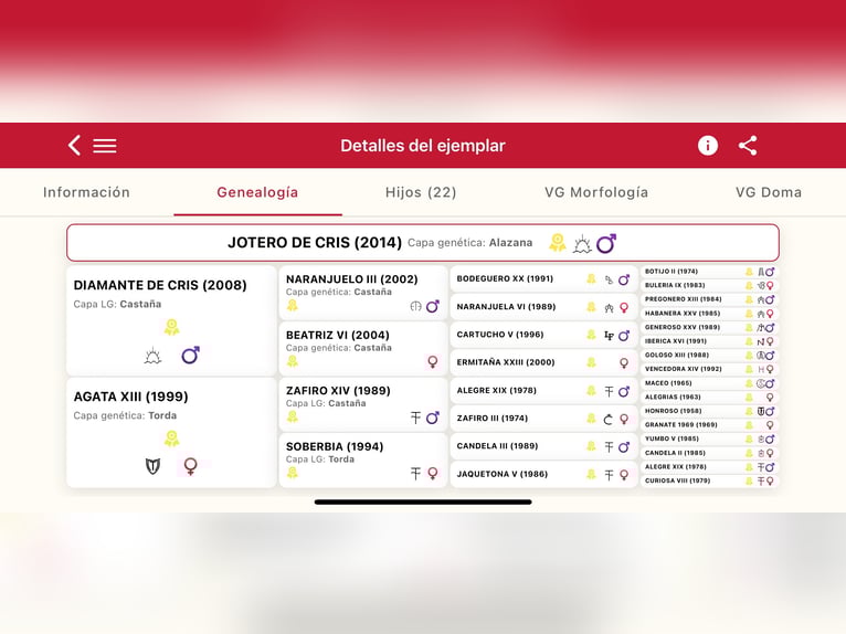 PRE Étalon in El Catllar