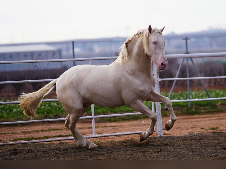 PRE Étalon Cremello in Utiel