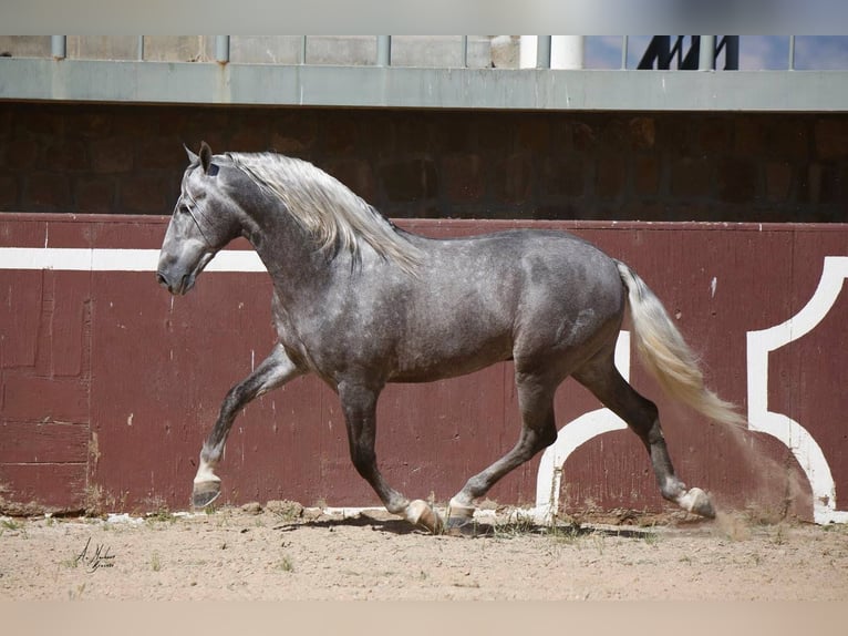PRE Étalon Gris in Madera