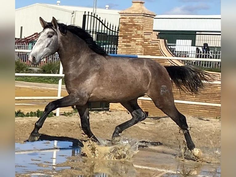 PRE Étalon Gris in Fuentes De Andalucia