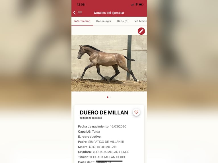 PRE Étalon Gris in Fuentes De Andalucia
