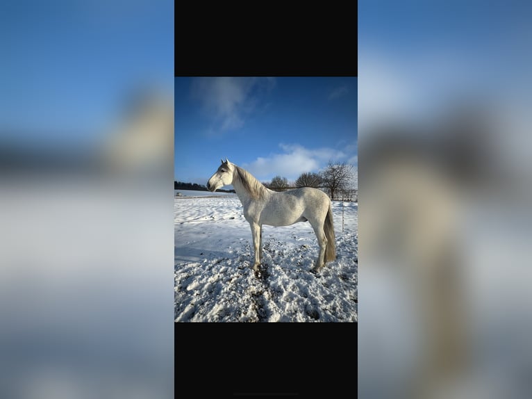 PRE Étalon Gris moucheté in Grossbartloff