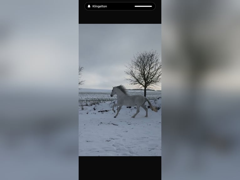 PRE Étalon Gris moucheté in Grossbartloff