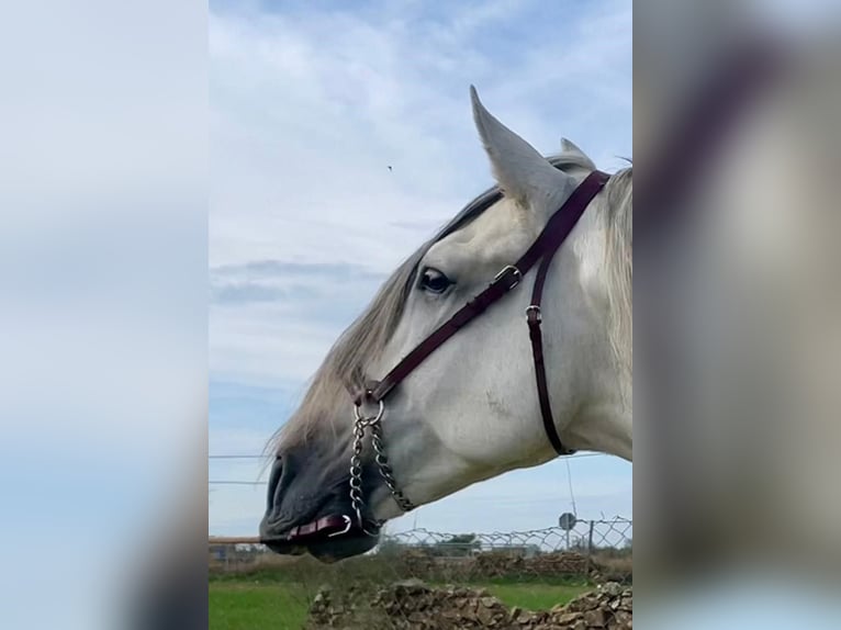 PRE Étalon Gris moucheté in Herrera Del Duque