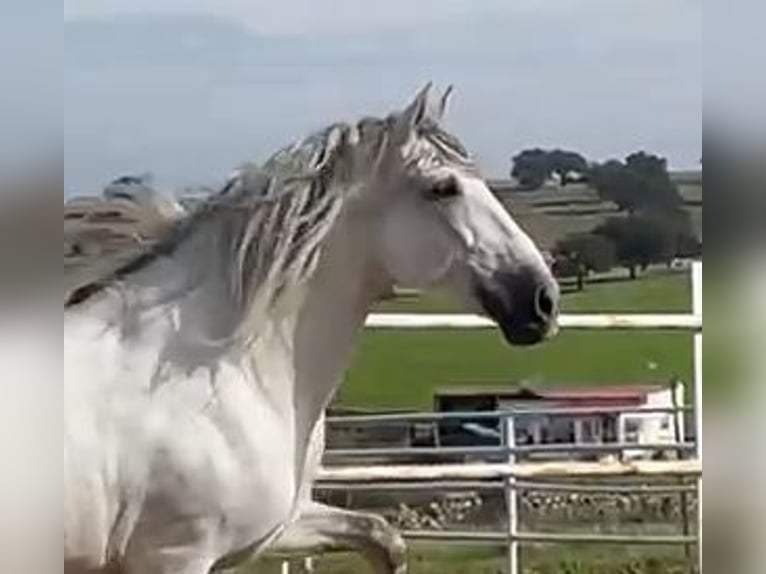 PRE Étalon Gris moucheté in Herrera Del Duque