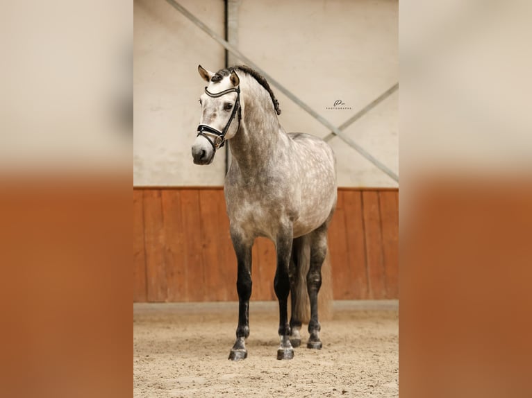 PRE Étalon Gris pommelé in Bad Zwischenahn