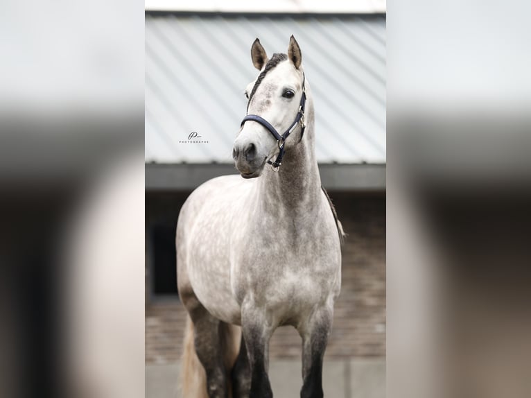 PRE Étalon Gris pommelé in Bad Zwischenahn