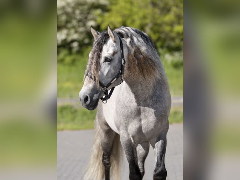 PRE Étalon Gris pommelé in Bad Zwischenahn