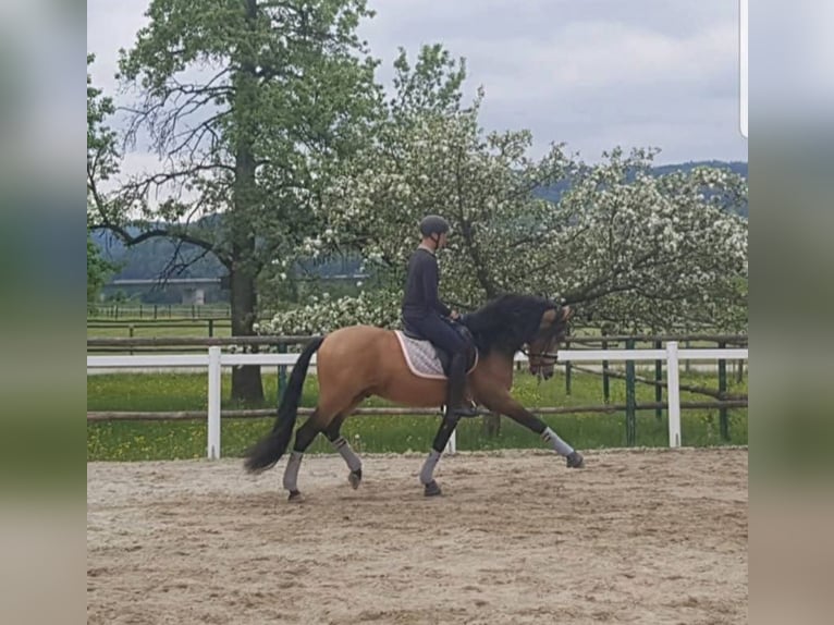 PRE Étalon Isabelle in Rechnitz