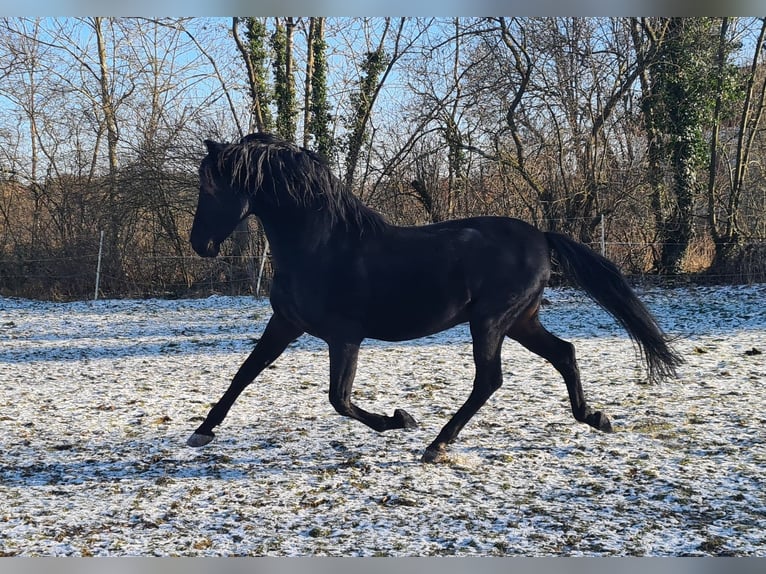 PRE Étalon Noir in Großbartloff