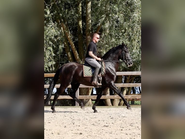 PRE Étalon Noir in Boezinge