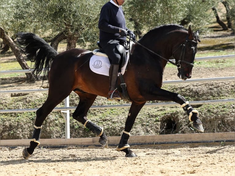 PRE Étalon Noir in Navas Del Madroño