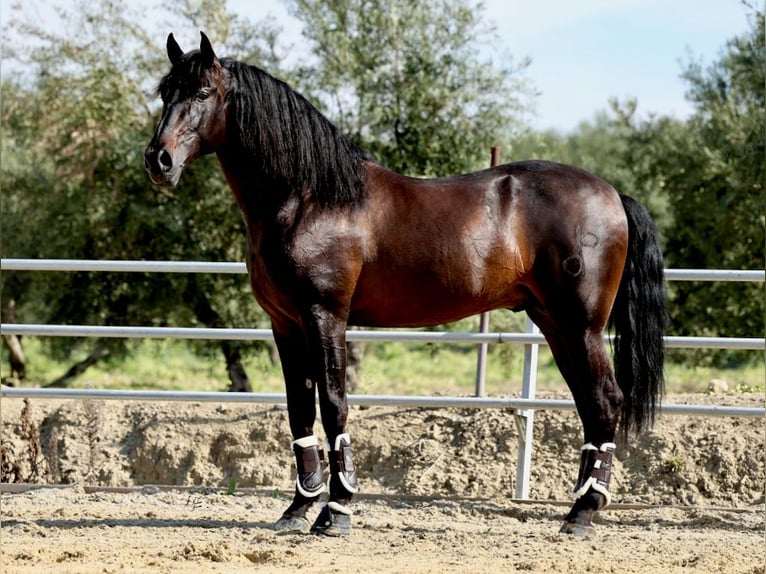 PRE Étalon Noir in Navas Del Madroño